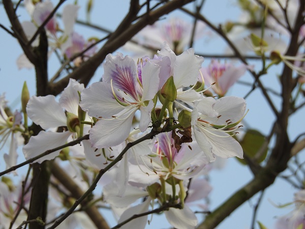 Chiêm ngưỡng vẻ đẹp hút hồn của hoa ban Tây Bắc giữa lòng Hà Nội