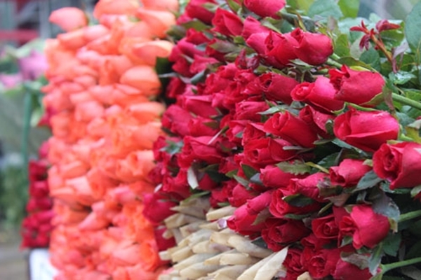 Cận ngày Quốc tế Phụ nữ 8/3, giá hoa hồng Đà Lạt tăng cao