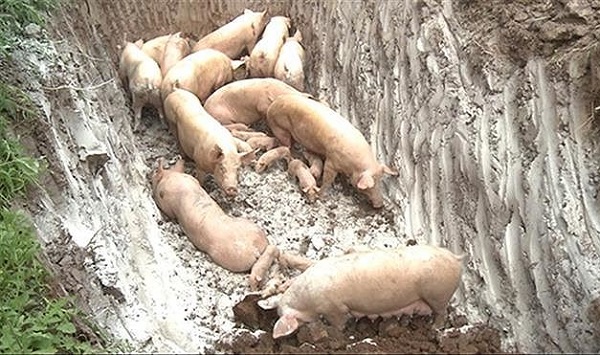Hưng Yên: Phát hiện thêm 2 hộ chăn nuôi có lợn bị nhiễm dịch tả châu Phi - Hình 1