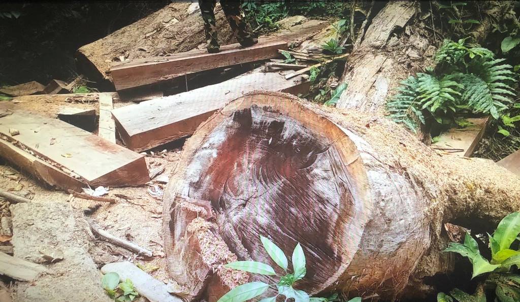 Kon Tum: Vụ phá rừng nghiêm trọng gần 40 gốc cây cổ thụ bị xẻ thịt - Hình 2