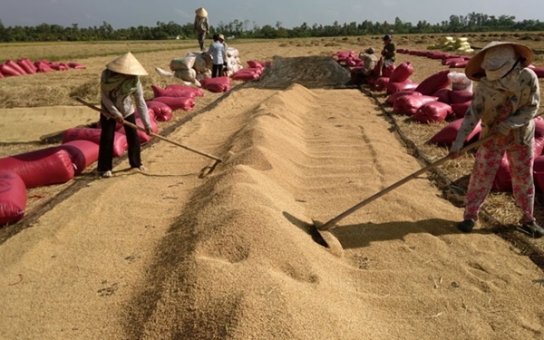 Đẩy mạnh cho vay tín dụng, thúc đẩy sản xuất và tiêu thụ lúa gạo khu vực ĐBSCL - Hình 1