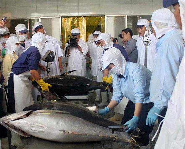 Vướng kiểm dịch, xuất khẩu cá ngừ 'mắc kẹt'