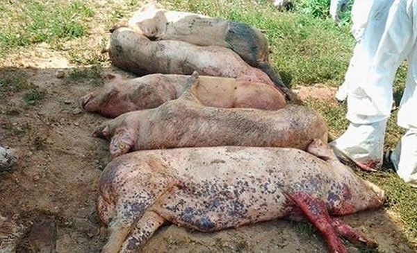 Hà Nội: Xuất hiện ổ dịch tả lợn châu Phi thứ 2 tại Đông Anh - Hình 1