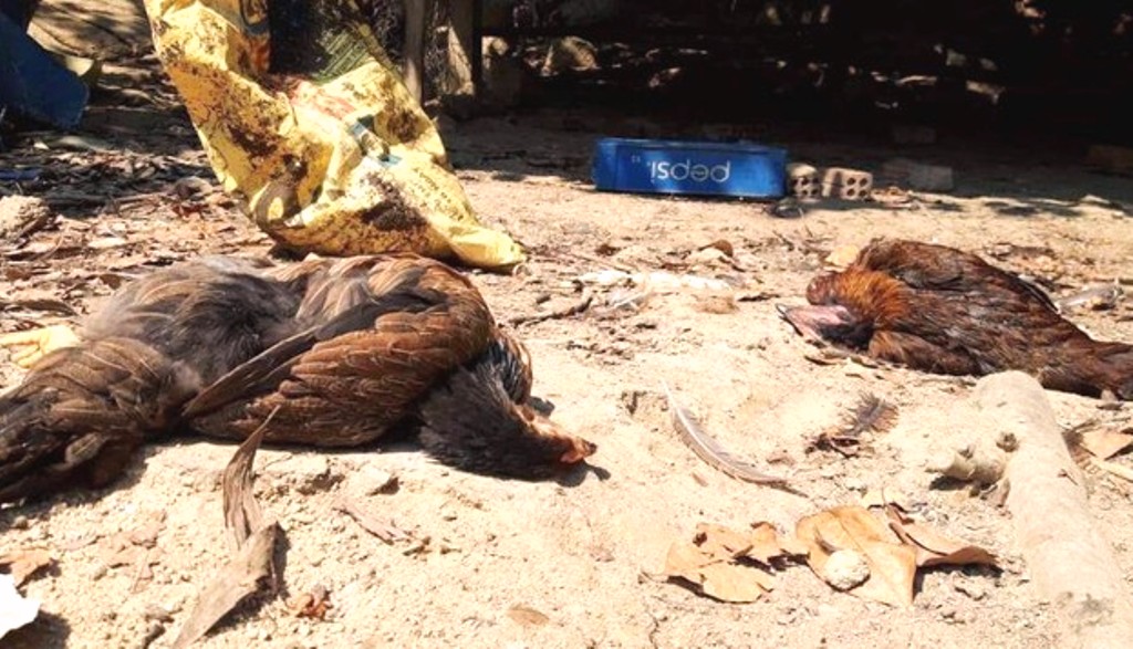 Quảng Nam: Tiêu hủy hơn 5.000 con gà tại 2 ổ dịch cúm A/H5N6 - Hình 2