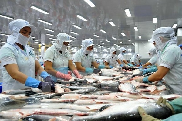 Đầu năm 2019: Giá trị cá tra xuất khẩu sang thị trường EU tăng gần 30% - Hình 1