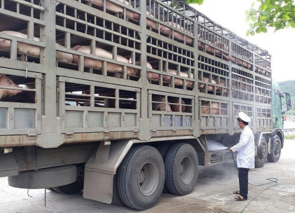 Đà Nẵng: Thực hiện nghiêm túc kiểm dịch động vật, phòng chống dịch tả lợn Châu Phi