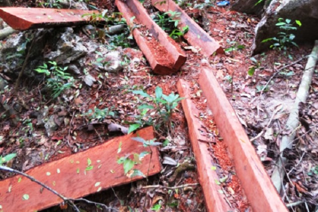 VQG Phong Nha – Kẻ Bàng: Khoảng 70 m3 gỗ quý bị lâm tặc đốn hạ, Tỉnh ủy yêu cầu xử nghiêm - Hình 1