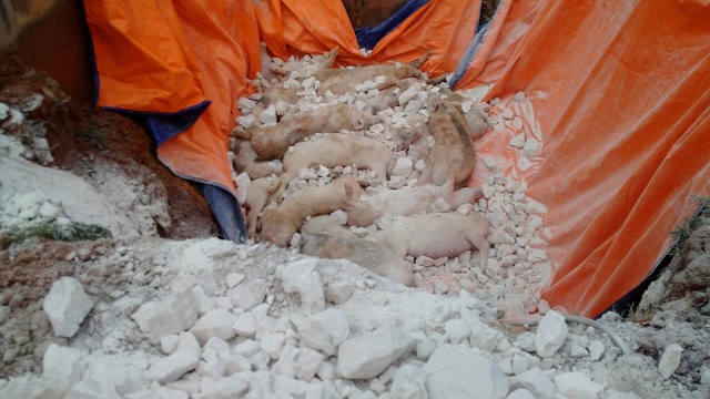 Quảng Ninh: Xuất hiện ổ dịch tả lợn thứ 4 - Hình 1