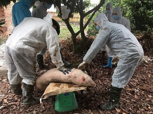 Bắc Kạn: Tiến hành tiêu hủy ổ dịch tả lợn châu Phi - Hình 1
