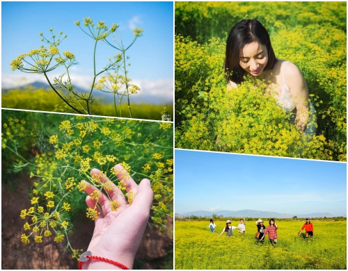 Giới trẻ "phát sốt" với cánh đồng hoa thì là ở Ninh Thuận