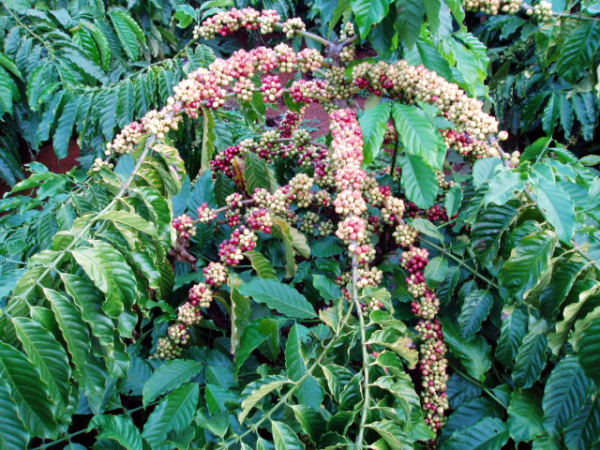 Giá nông sản ngày 14/3/2019: Cà phê giảm phiên thứ 2, giá tiêu đi ngang