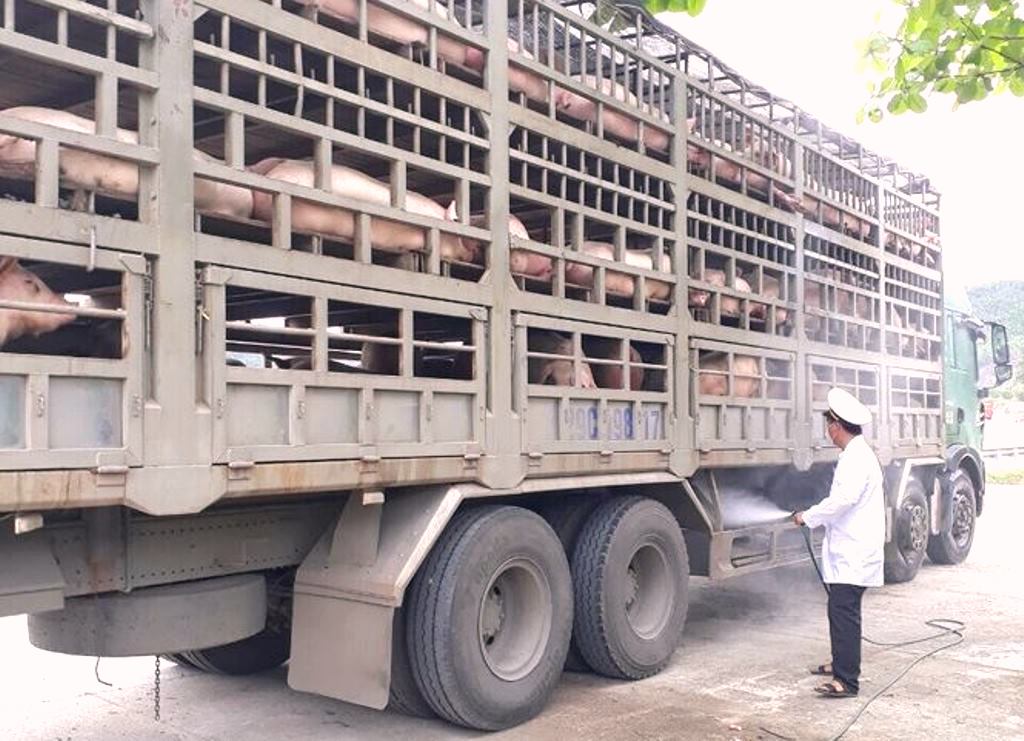 Đà Nẵng: Kiểm soát nghiêm ngặt lợn từ phía bắc vào
