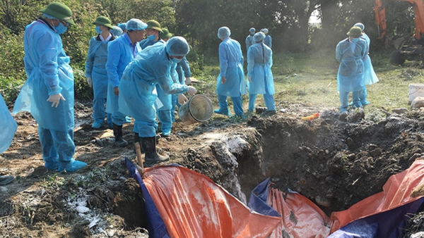 Dịch tả lợn châu Phi đang đe dọa cả 3 vùng trọng điểm