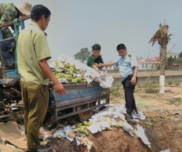 Bình Phước: Tiêu hủy 6,6 tấn xoài tươi nhập lậu từ Campuchia - Hình 1