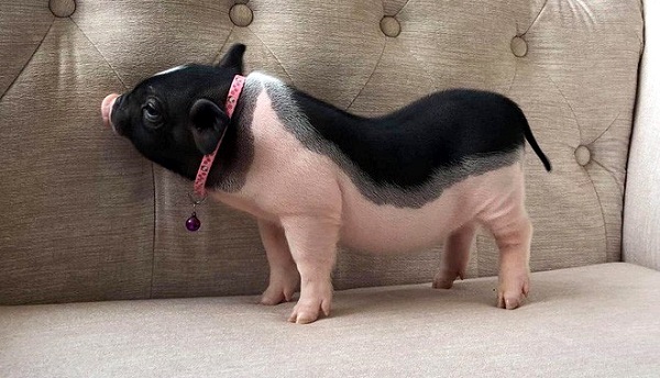 Bộ NN&PTNT đề nghị tăng cường kiểm soát chặt việc buôn bán, vận chuyển lợn cảnh mini