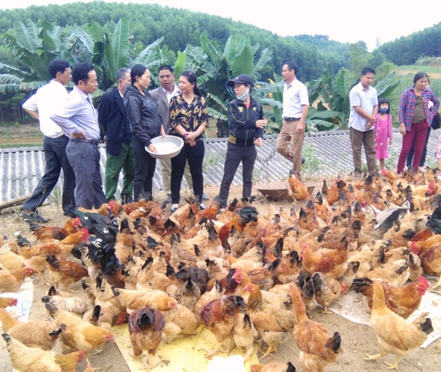 Huyện Thanh Chương (Nghệ An): Phát triển thương hiệu gà sạch