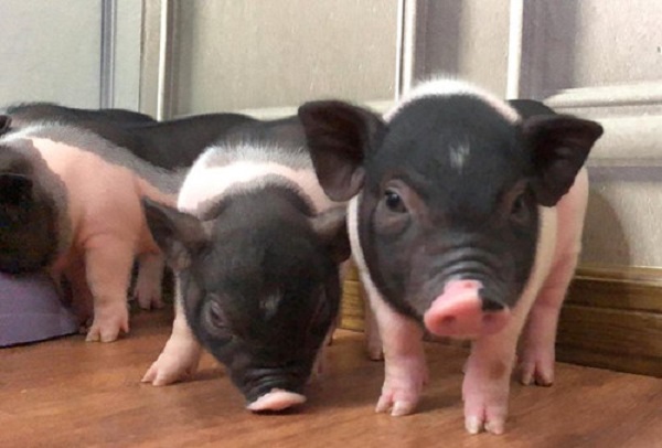 Bộ NN&PTNT: Tăng cường kiểm soát tình trạng buôn bán, vận chuyển lợn cảnh bất hợp pháp