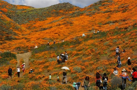 Hoa anh túc nhuộm vàng hẻm núi ở California - Hình 3