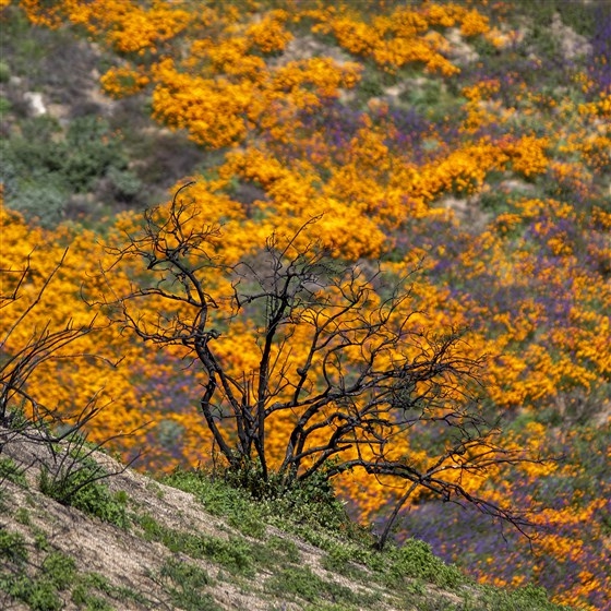 Hoa anh túc nhuộm vàng hẻm núi ở California - Hình 4