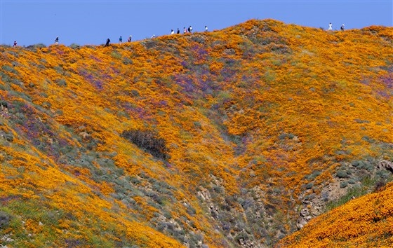 Hoa anh túc nhuộm vàng hẻm núi ở California - Hình 5