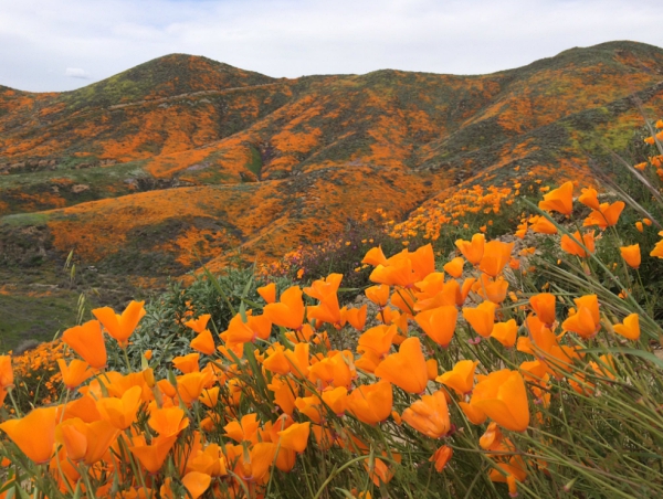 Hoa anh túc nhuộm vàng hẻm núi ở California - Hình 1