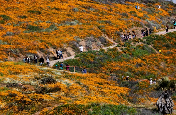 Hoa anh túc nhuộm vàng hẻm núi ở California - Hình 6
