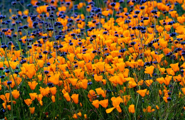 Hoa anh túc nhuộm vàng hẻm núi ở California - Hình 7