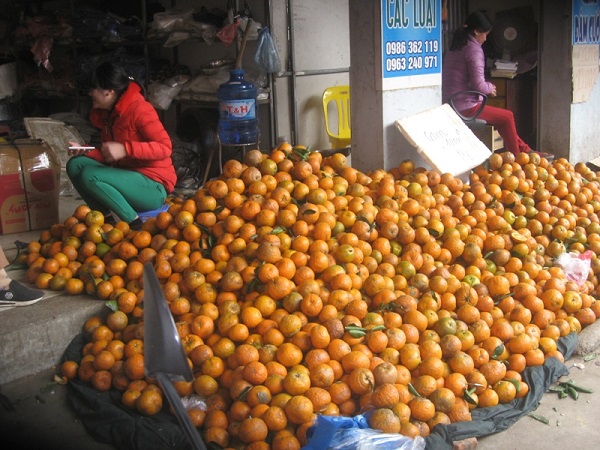 Hà Giang: Cam sành rớt giá thảm hại