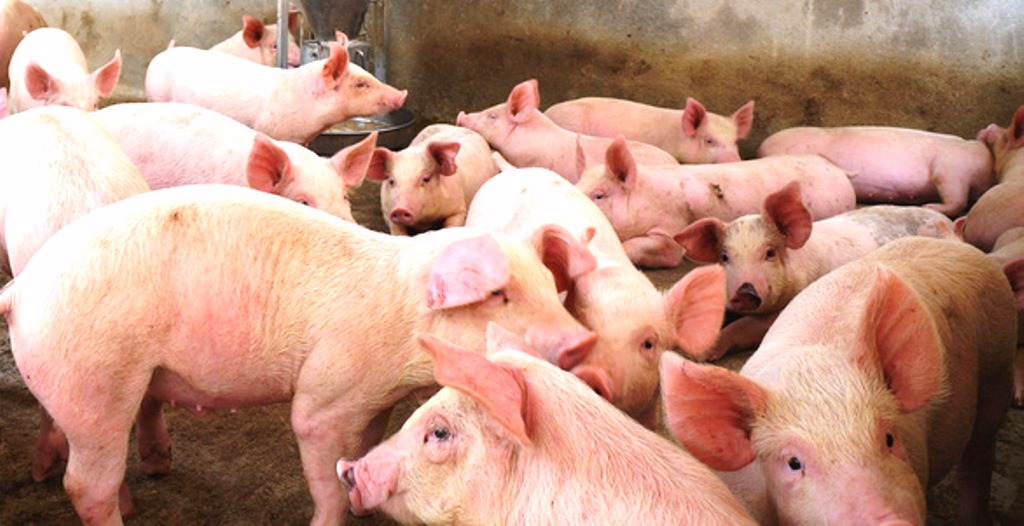 Quảng Nam: Lập 2 chốt mới phòng chống dịch tả lợn châu Phi - Hình 1