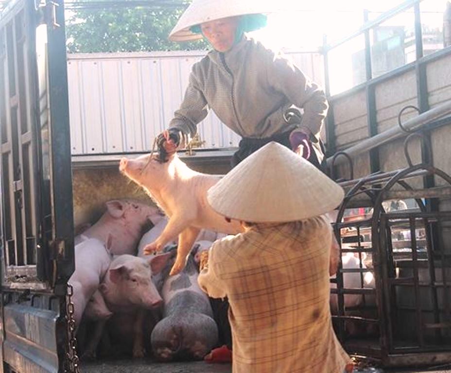 Quảng Nam: Lập 2 chốt mới phòng chống dịch tả lợn châu Phi