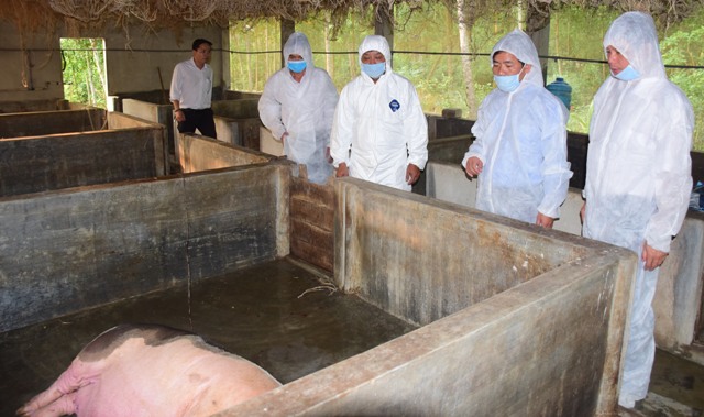 Huế: Xuất hiện ổ dịch tả lợn châu Phi tại huyện Phong Điền - Hình 1