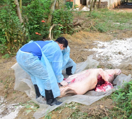 Huế: Xuất hiện ổ dịch tả lợn châu Phi tại huyện Phong Điền - Hình 2