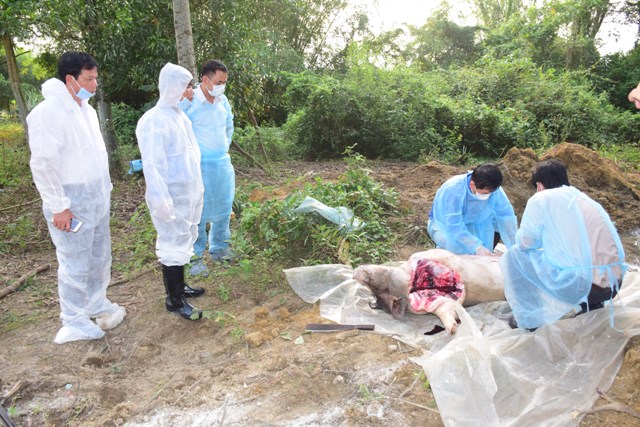 Huế: Xuất hiện ổ dịch tả lợn châu Phi tại huyện Phong Điền - Hình 3