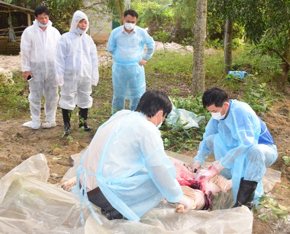 Huế: Xuất hiện ổ dịch tả lợn châu Phi tại huyện Phong Điền - Hình 4