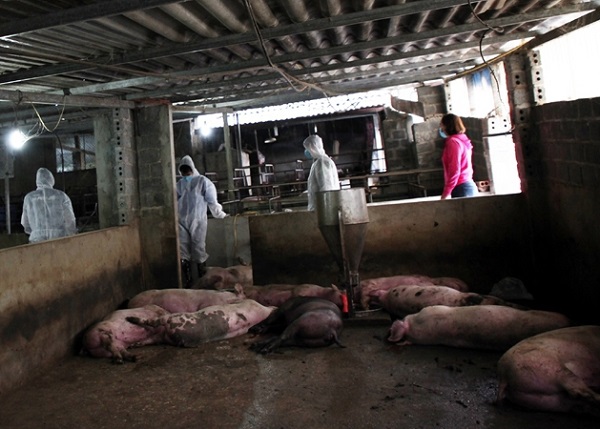Phát hiện dịch tả lợn châu Phi tại Lai Châu