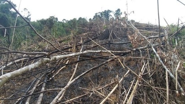 Nghệ An: Phó chủ tịch UBND xã phá rừng phòng hộ… trồng keo - Hình 1