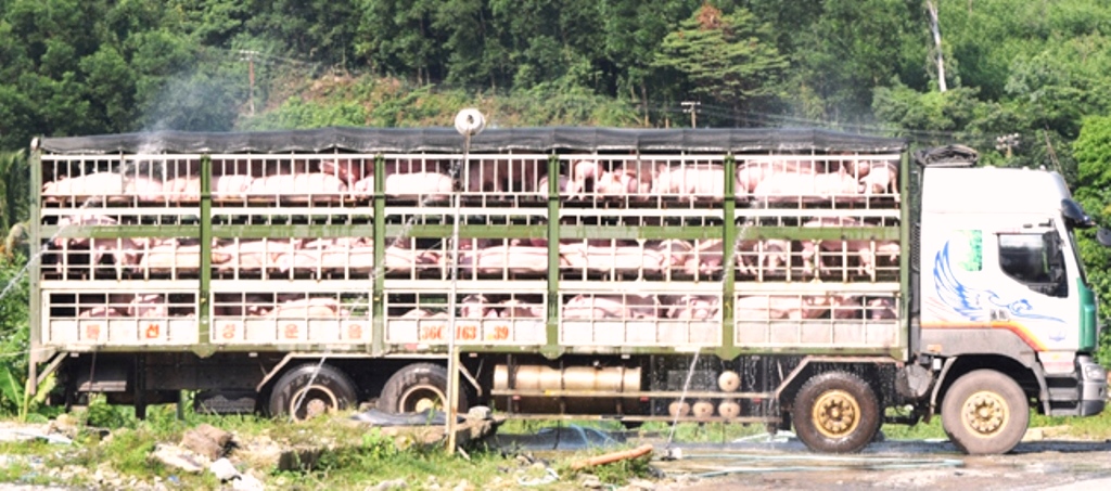 Đà Nẵng: Khẩn cấp chống xâm nhiễm dịch tả lợn châu Phi - Hình 1