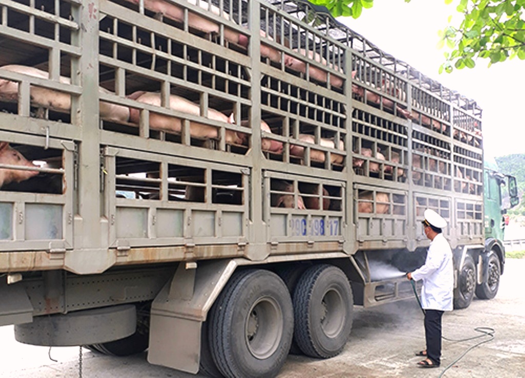 Đà Nẵng: Khẩn cấp chống xâm nhiễm dịch tả lợn châu Phi - Hình 2