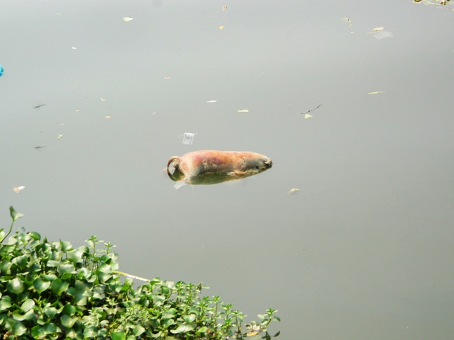 Huế: Báo động xác lợn chết bị vứt xuống sông Hương nguy cơ nhiễm bệnh - Hình 5