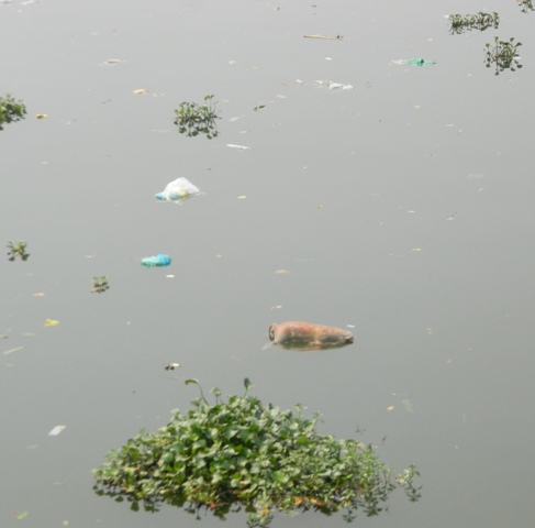 Huế: Báo động xác lợn chết bị vứt xuống sông Hương nguy cơ nhiễm bệnh - Hình 1