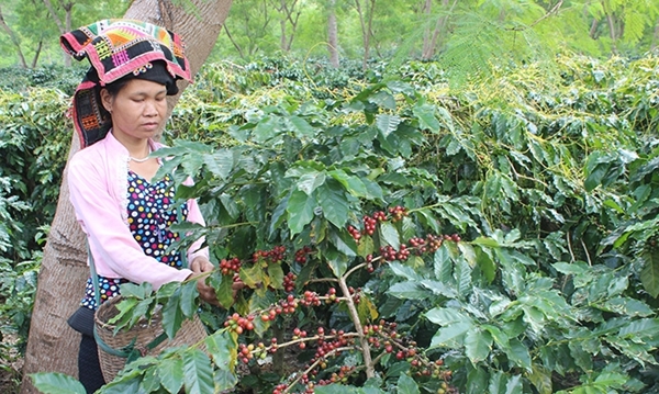 Thị trường nông sản ngày 22/3: Giá cà phê tăng, tiêu giảm