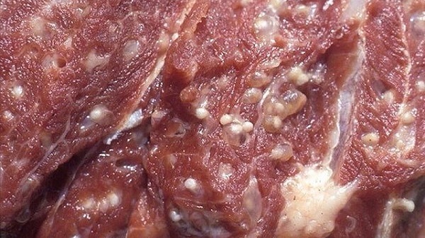 Hà Nội: Chủ động phòng ngừa bệnh sán dây và ấu trùng sán lợn