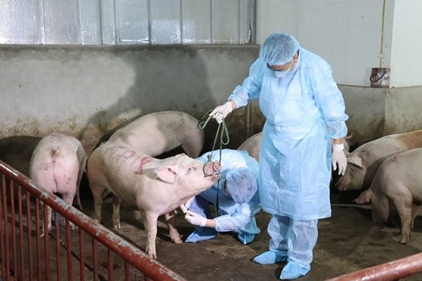 Hà Nội: Tăng cường công tác phòng, chống dịch tả lợn Châu Phi - Hình 1
