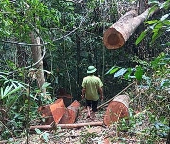 Hai vụ phá rừng nghiêm trọng tại Quảng Bình: Cách chức một trạm trưởng - Hình 1