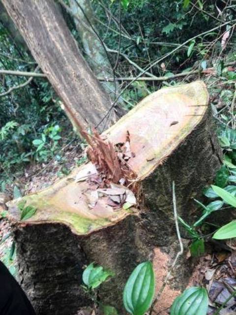 Hai vụ phá rừng nghiêm trọng tại Quảng Bình: Cách chức một trạm trưởng - Hình 2