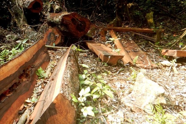 Hai vụ phá rừng nghiêm trọng tại Quảng Bình: Cách chức một trạm trưởng - Hình 3