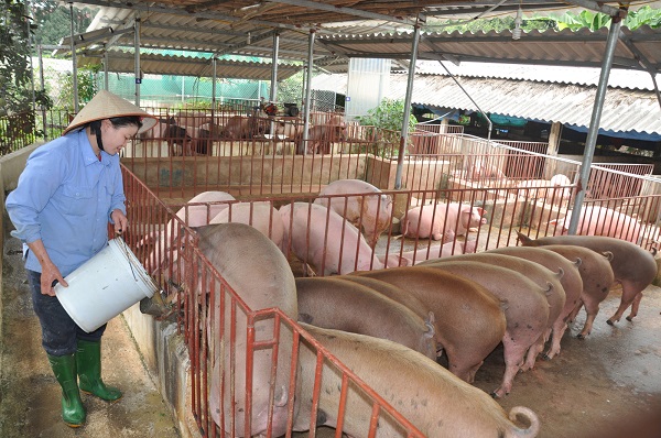 Các bộ, ngành “ráo riết” chặn dịch tả lợn Châu Phi - Hình 1