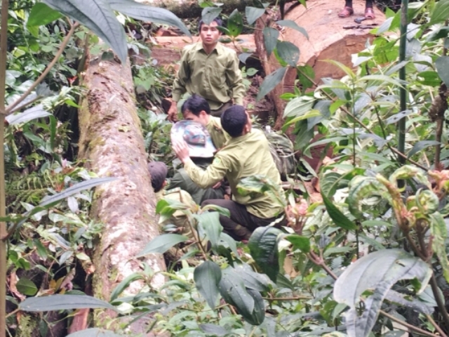 Nghệ An: Bắt 2 người Lào đốn hạ cây sa mu quý hiếm - Hình 1