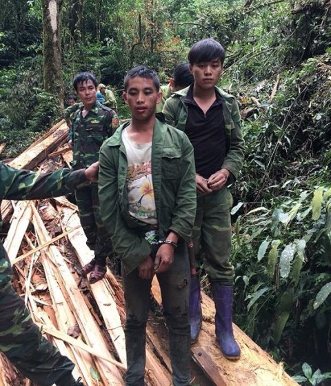 Nghệ An: Bắt 2 người Lào đốn hạ cây sa mu quý hiếm - Hình 2