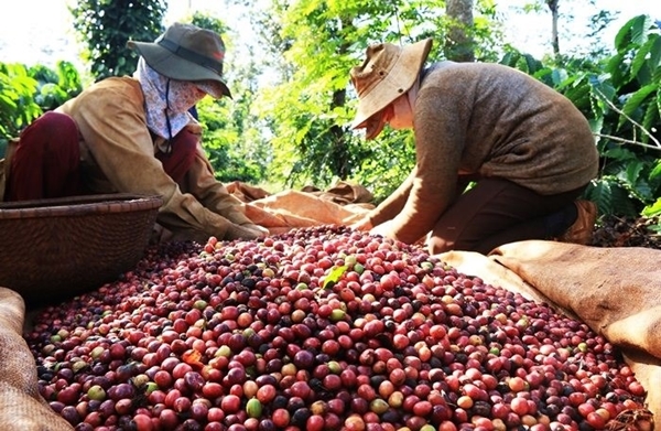 Thị trường nông sản ngày 2/4: Giá cà phê giảm, tiêu đi ngang - Hình 1